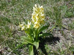 orchis sureau -1a - 21/05/2020 -Vallon Combeau, Vercors (Drôme)